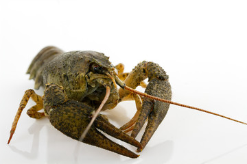 Live crayfish close-up