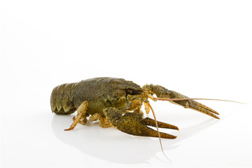 Live crayfish close-up
