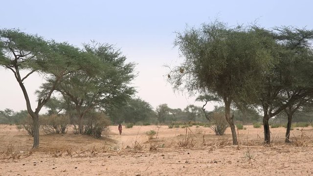 African savanna landscape - walking woman in the background
