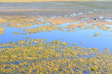 Algal bloom on a freshwater lake
