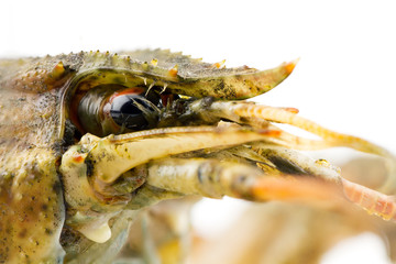 Live crayfish close-up