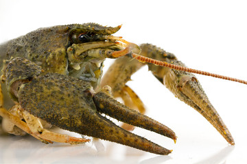 Live crayfish close-up