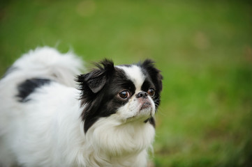 Japanese Chin dog outdoor portrait in grass