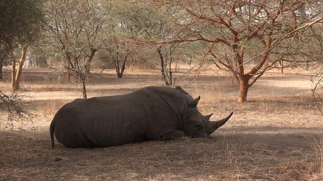 White rhinoceros resting in the wild - Africa