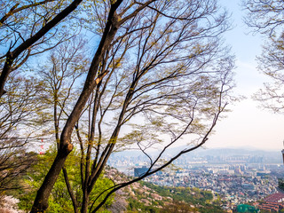 Seoul South Korea, cityscape background with a tree blue sky.