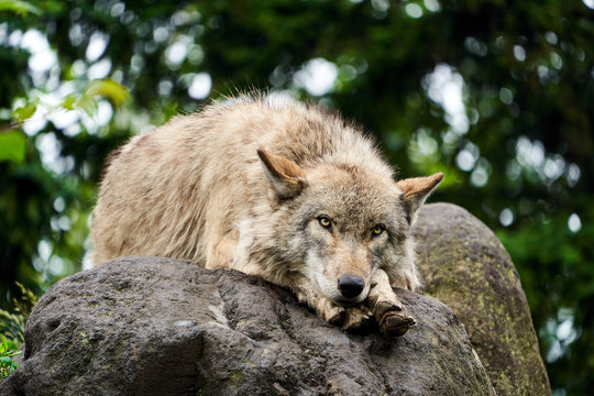 旭山動物園のシンリンオオカミ
