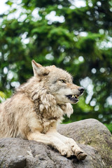 Naklejka premium 旭山動物園のシンリンオオカミ 