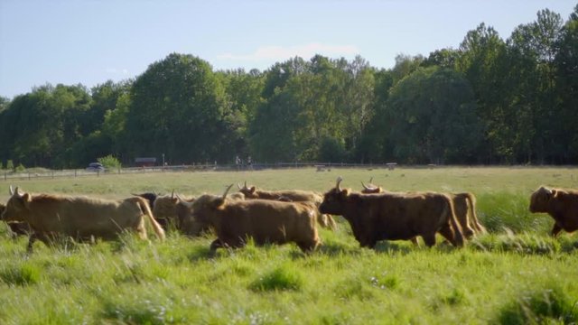 Highland Cattle Heard running amok