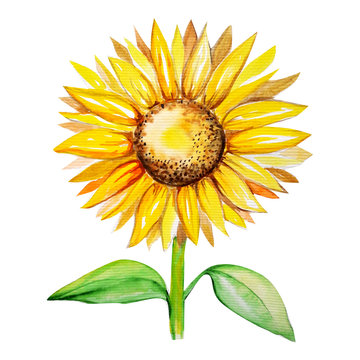 sunflower water color drawing