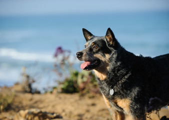 Australian Cattle Dog outdoor portrait on cliff overlooking ocean