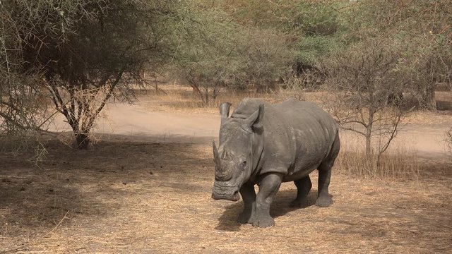 White rhinoceros in the wild - Africa
