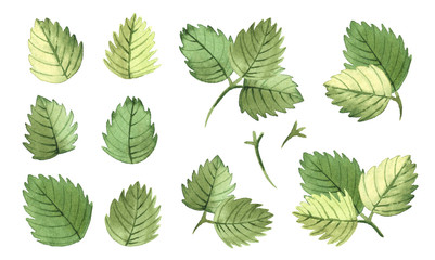 A set of strawberry leaves in a watercolor style.