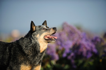 Australian Cattle Dog outdoor portrait in field of purple flowers