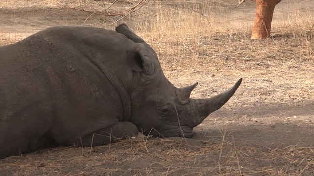 White rhinoceros resting in the wild - Africa