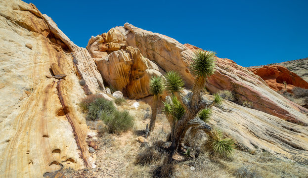 Whitney Pockets Joshua Trees