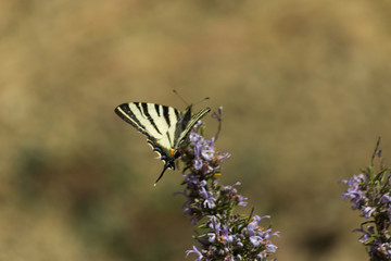 butterfy Papilio machaon spring