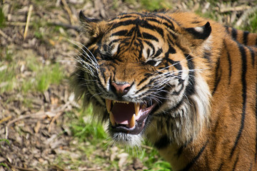 Tiger close up, head only