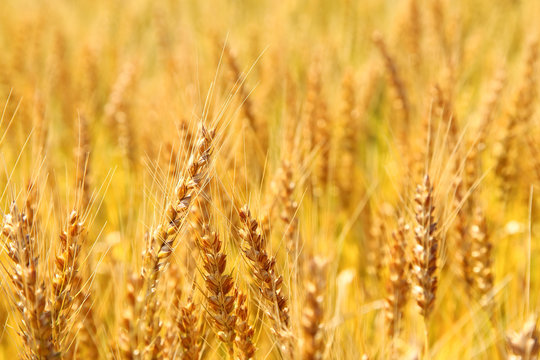 Golden wheat ears on field