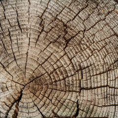 Fototapeta premium The surface of a transverse cut of a tree. Concentric texture of wood. There are many cracks. Square shape of wooden tiles.