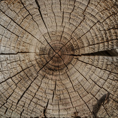 Fototapeta premium The surface of a transverse cut of a tree. Concentric texture of wood. There are many cracks. Square shape of wooden tiles.