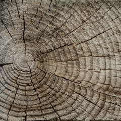 Naklejka premium The surface of a transverse cut of a tree. Concentric texture of wood. There are many cracks. Square shape of wooden tiles.