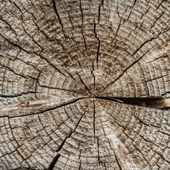 Fototapeta premium The surface of a transverse cut of a tree. Concentric texture of wood. There are many cracks. Square shape of wooden tiles.