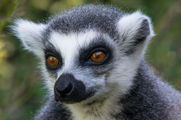 Naklejka premium Lemur portrait, head only
