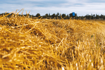 Field of yellow straw with blue sky and straw bales.