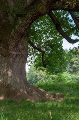 Eiche ca. 450 Jahre alt