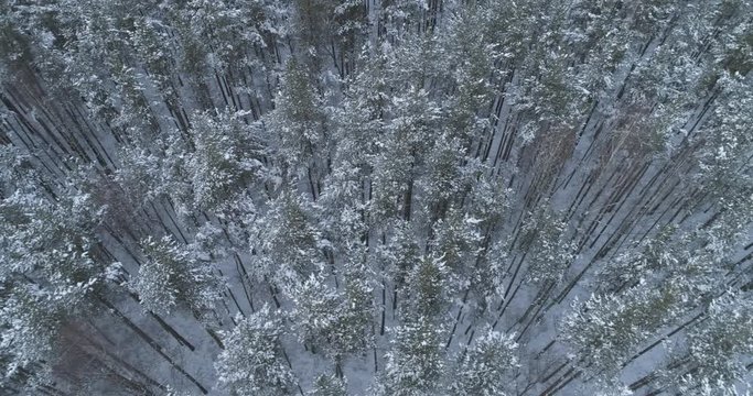 Aerial side high angle flight over frozen winter pine forest