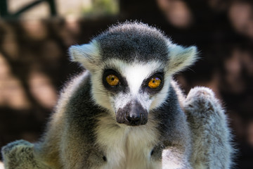 Lemur close up, portrait, timid