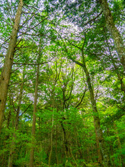 Fototapeta premium 山梨県 南都留郡 青木ヶ原樹海