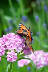 Schmetterlinge
