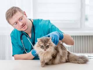 Veterinarian making regular check up of a cat at veterinary office