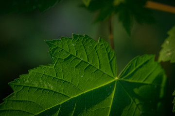 Struckturen im Blatt