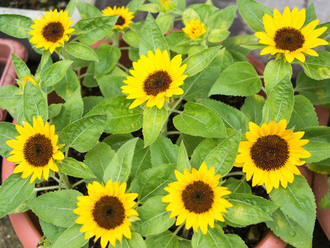 Fototapeta ミニヒマワリ