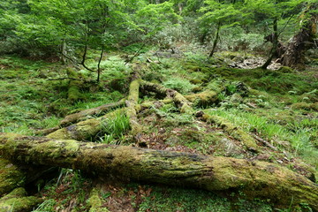 日本の山の中の苔