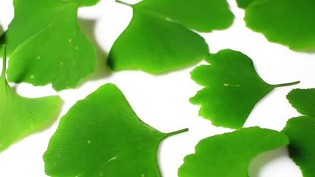 Ginkgo biloba green leaf rotating pattern macro texture background backdrop footage video.