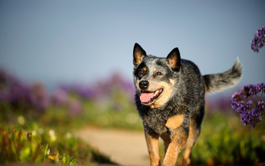 Australian Cattle Dog outdoor portrait walking through field with purple flowers