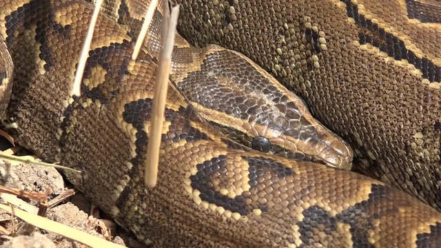Ball python snake in the wild - Africa