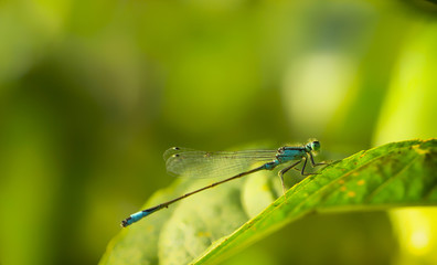 Closeup a green dragonfly Calopteryx virgo on green leaf background
