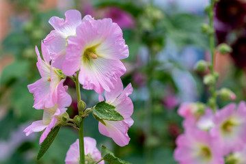 Pink flowers on grass background