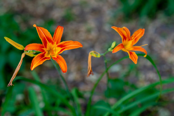 Obraz premium beautiful orange flowers on grass background