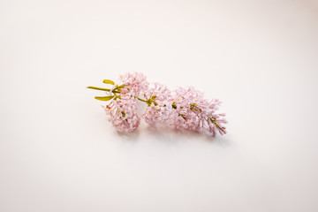 Branch of lilac flowers on a light background
