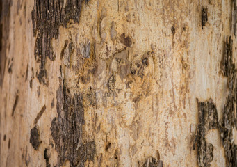 The bark of the tree