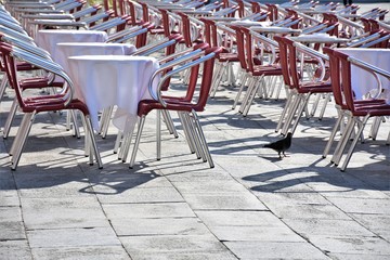 Piccione solitario in piazza san marco venezia