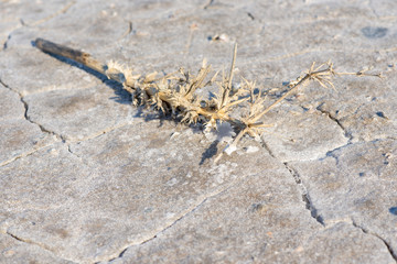 dry stick lying on a salt lake