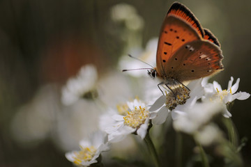 Red butterfly