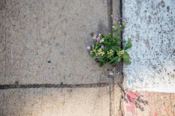 The tree grows from cement.