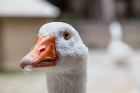 White goose with blue eyes. Portrait.